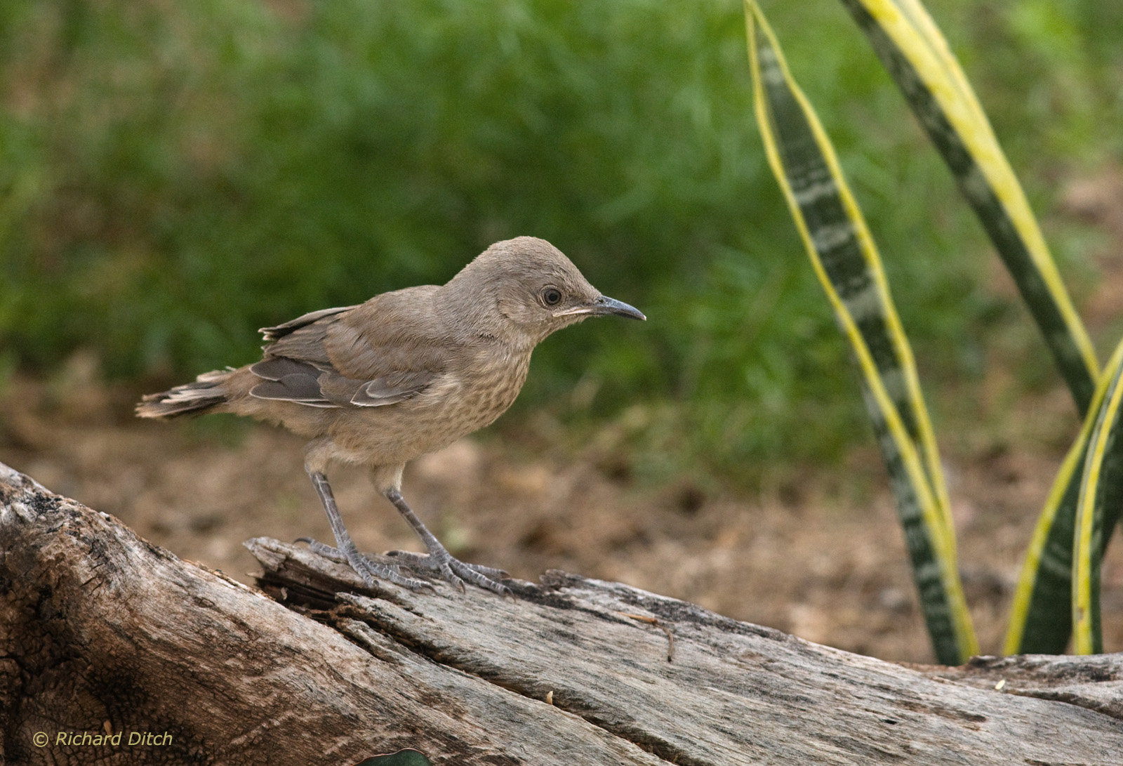 Northern Mockingbird