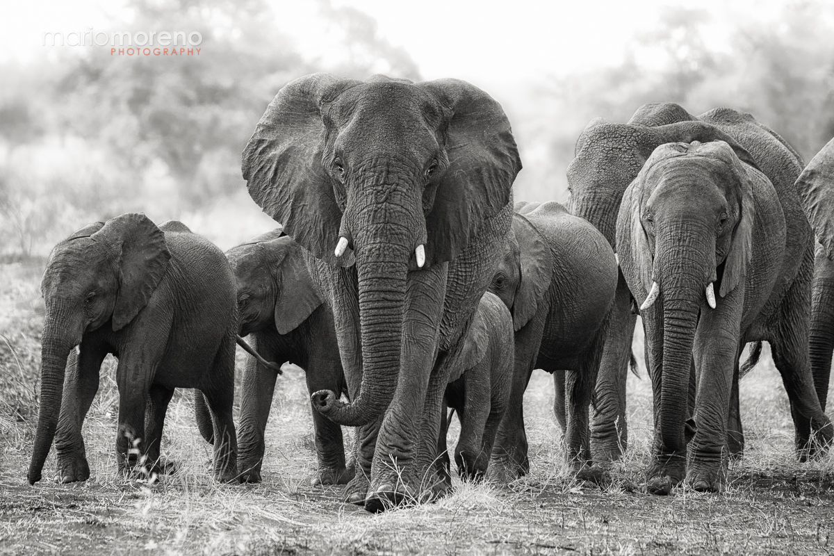 Elephants of Kruger