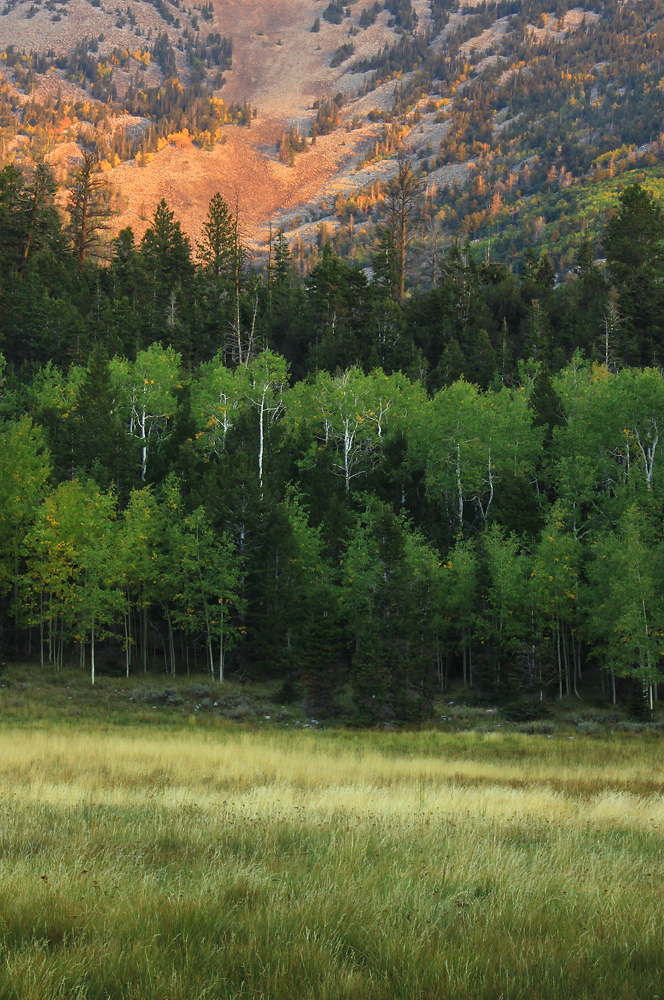 Fall's Splendor