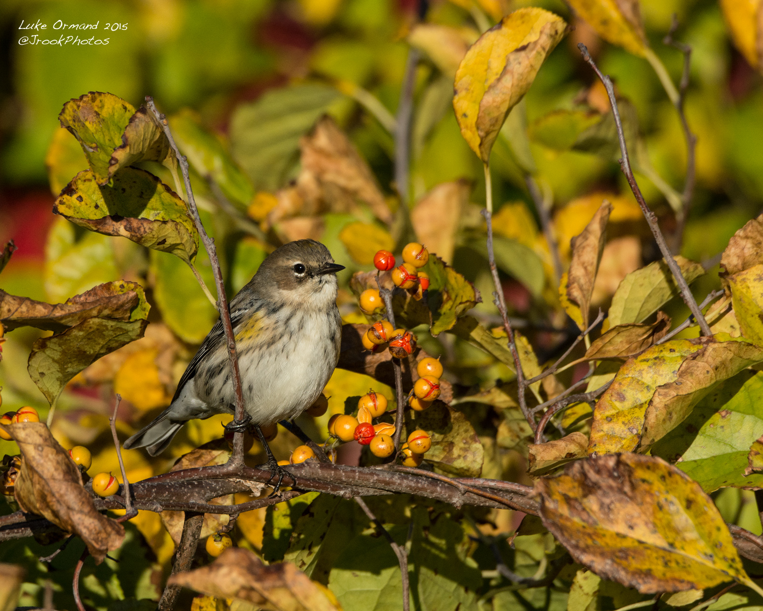 Yellow-Rumped