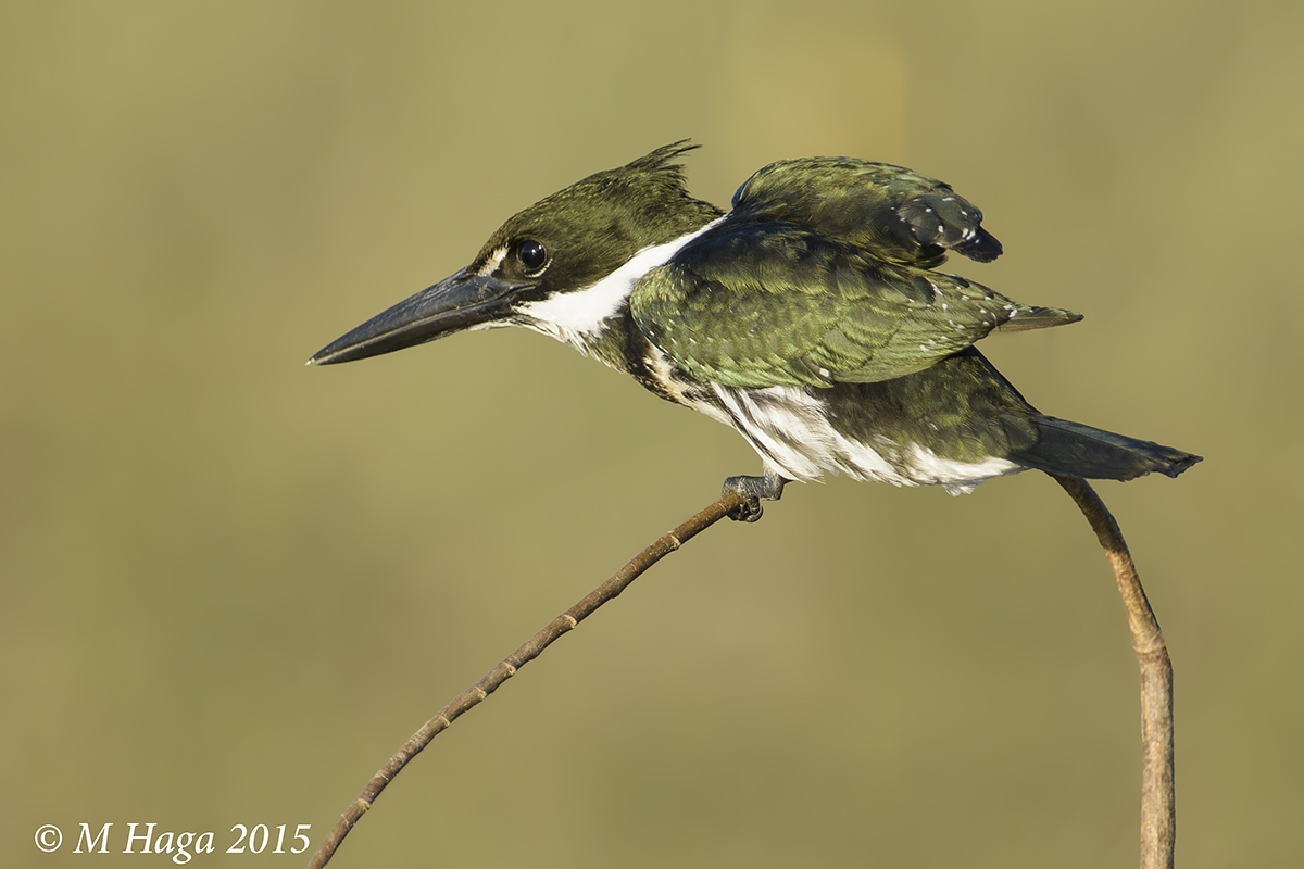 Amazon Kingfisher