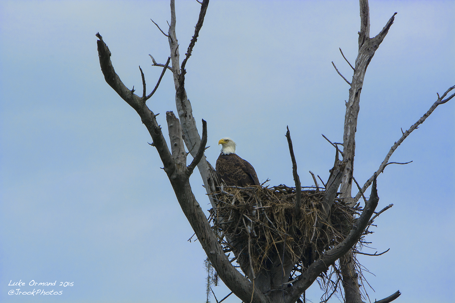 Noble Eagle 