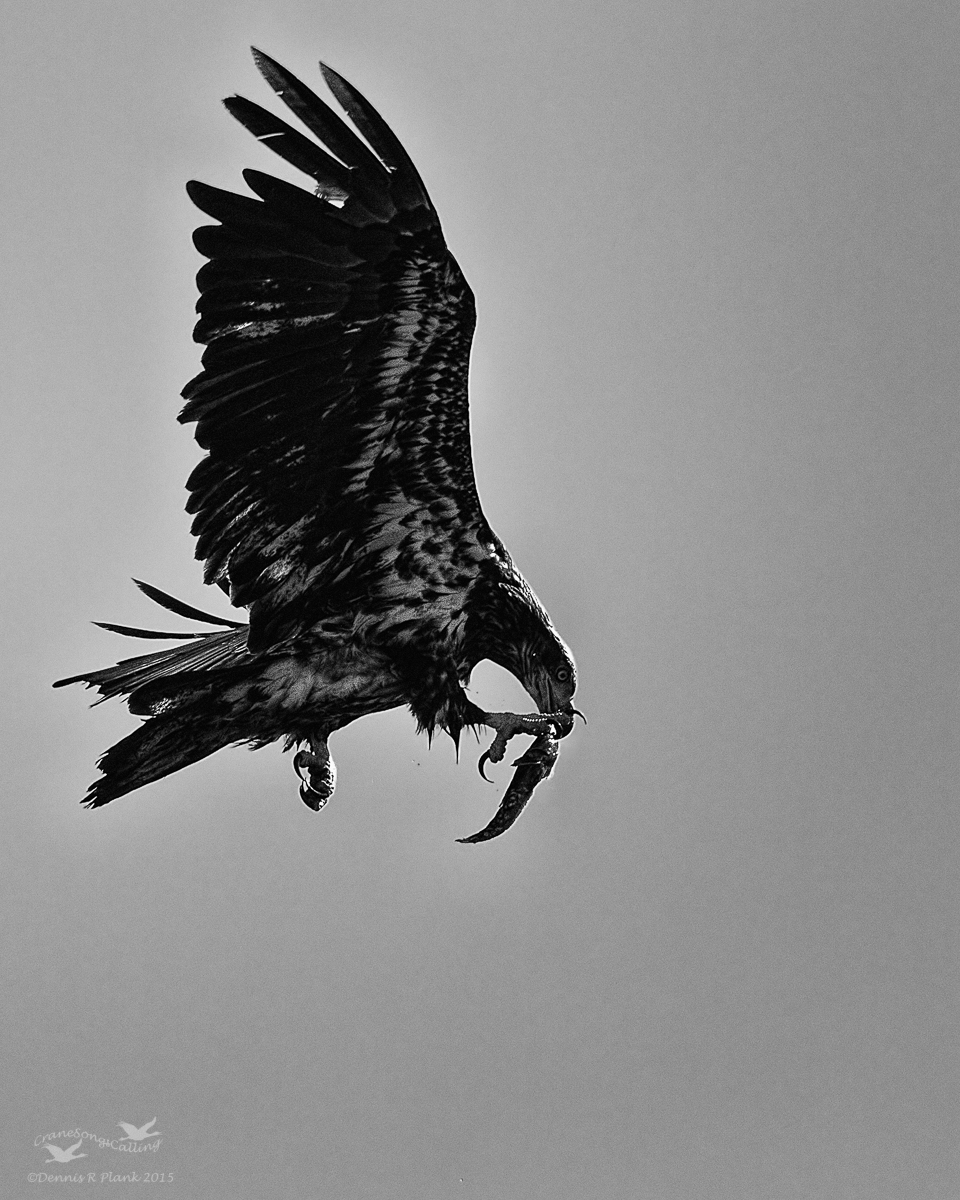 Eagle Experiment