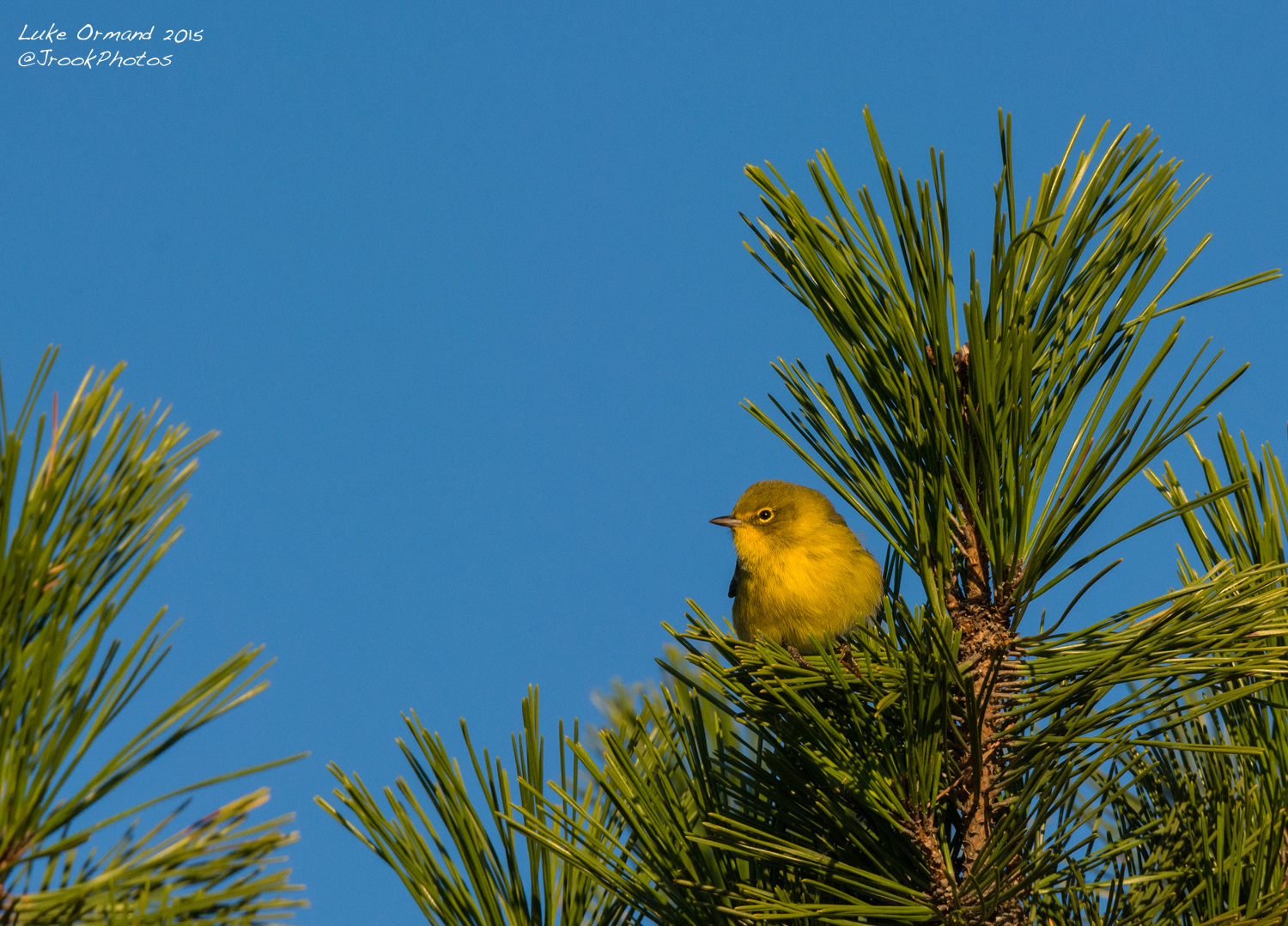 Namesake Warbler