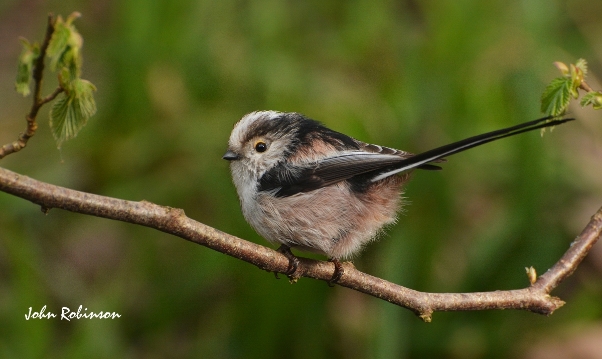 Long Tailed Titmouse