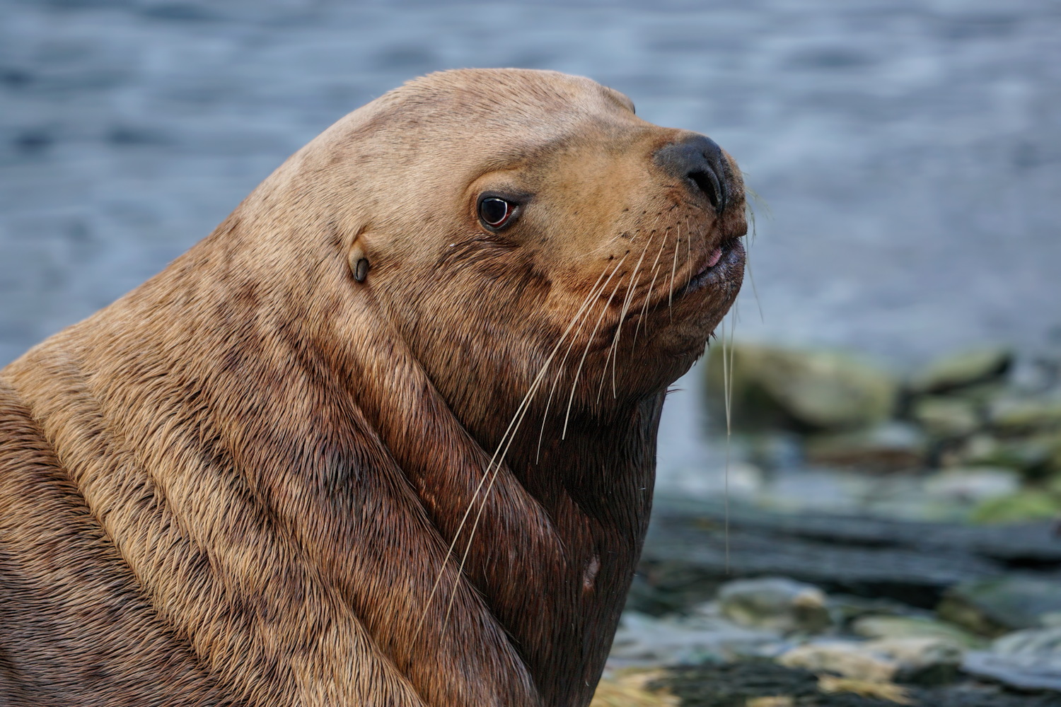 Sweet Sea Lion