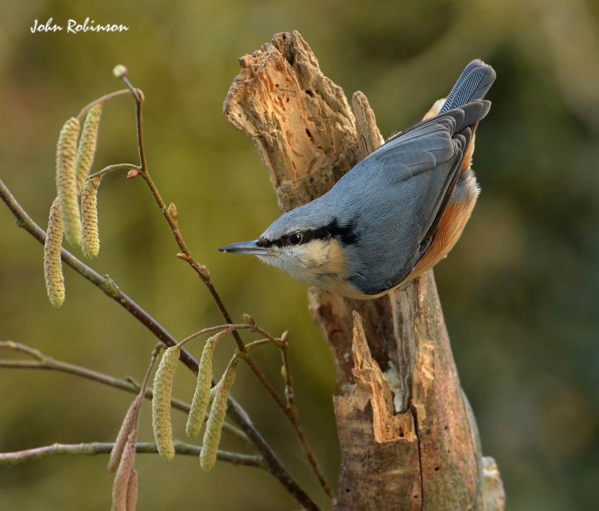 Nuthatch