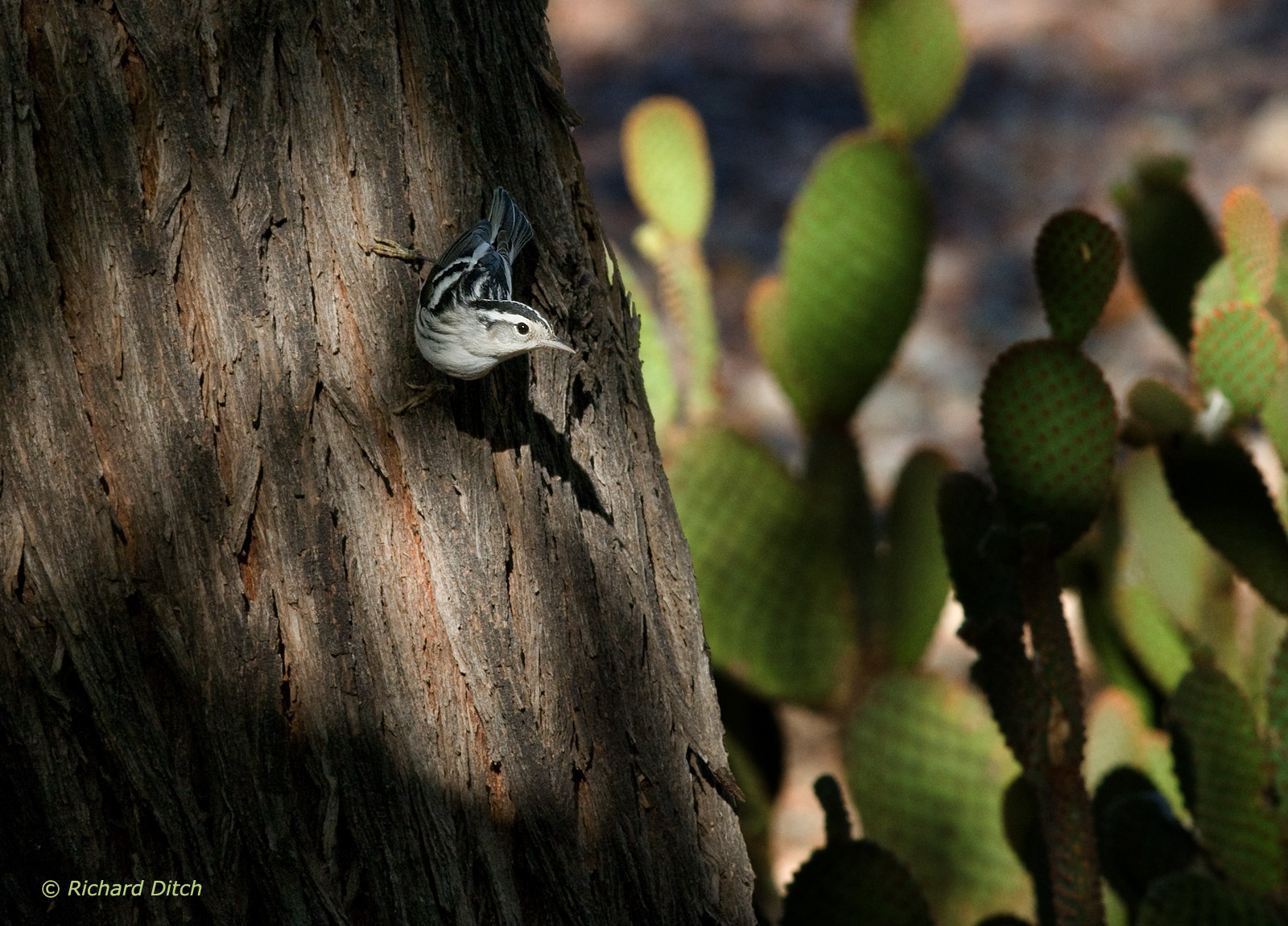 Black-and-White Warbler