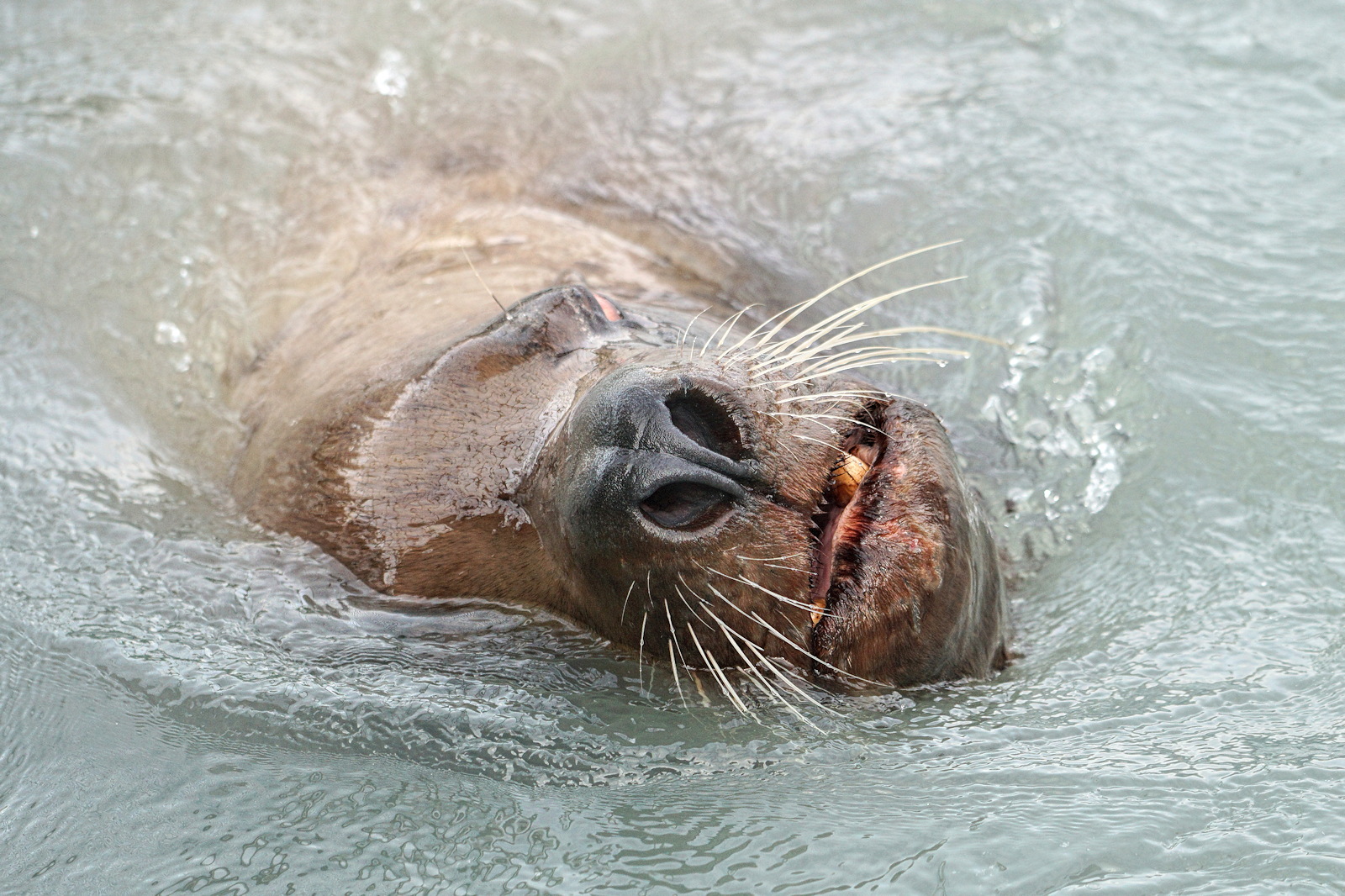 Very Nosy Sea Lion
