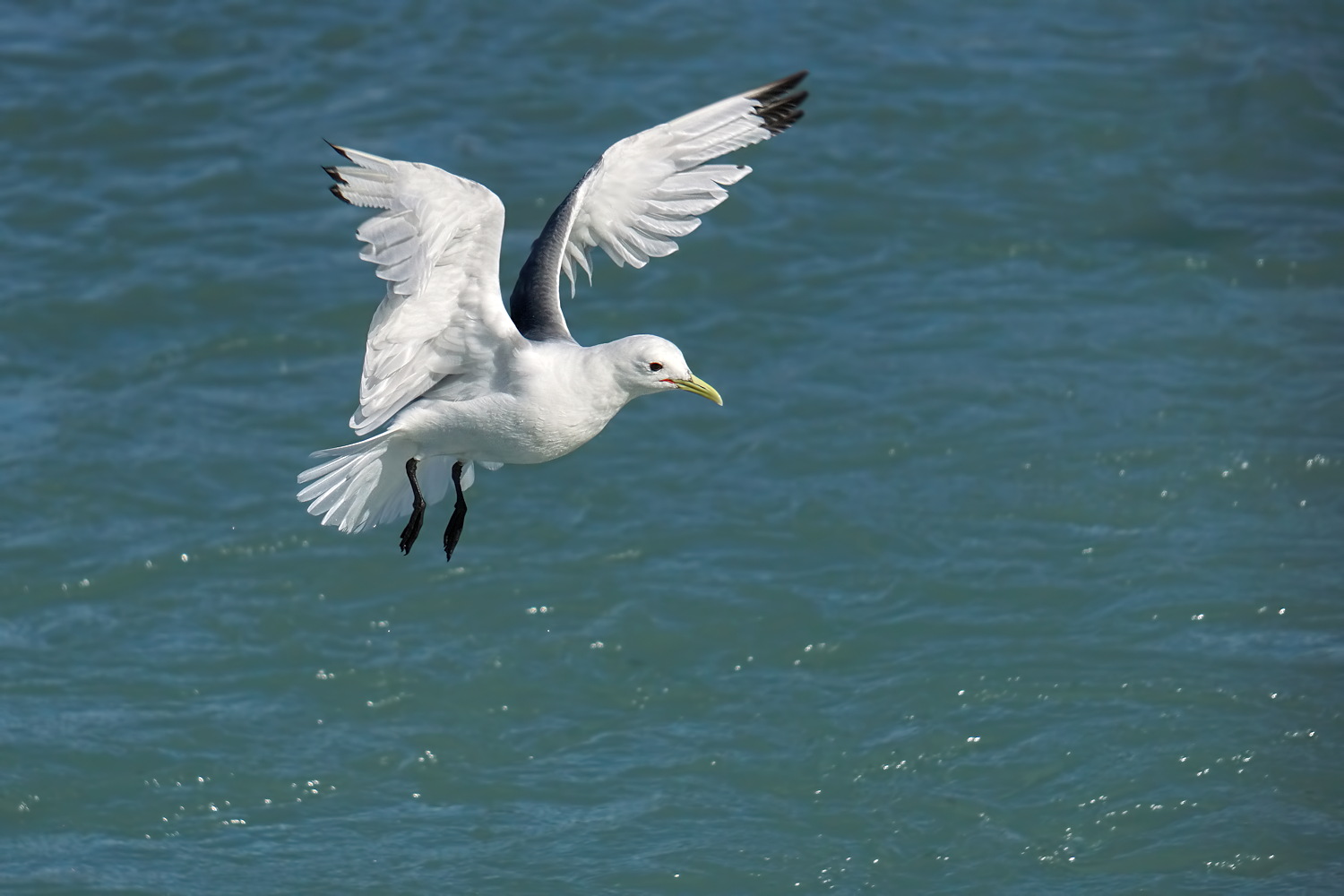Kittiwake on Approach