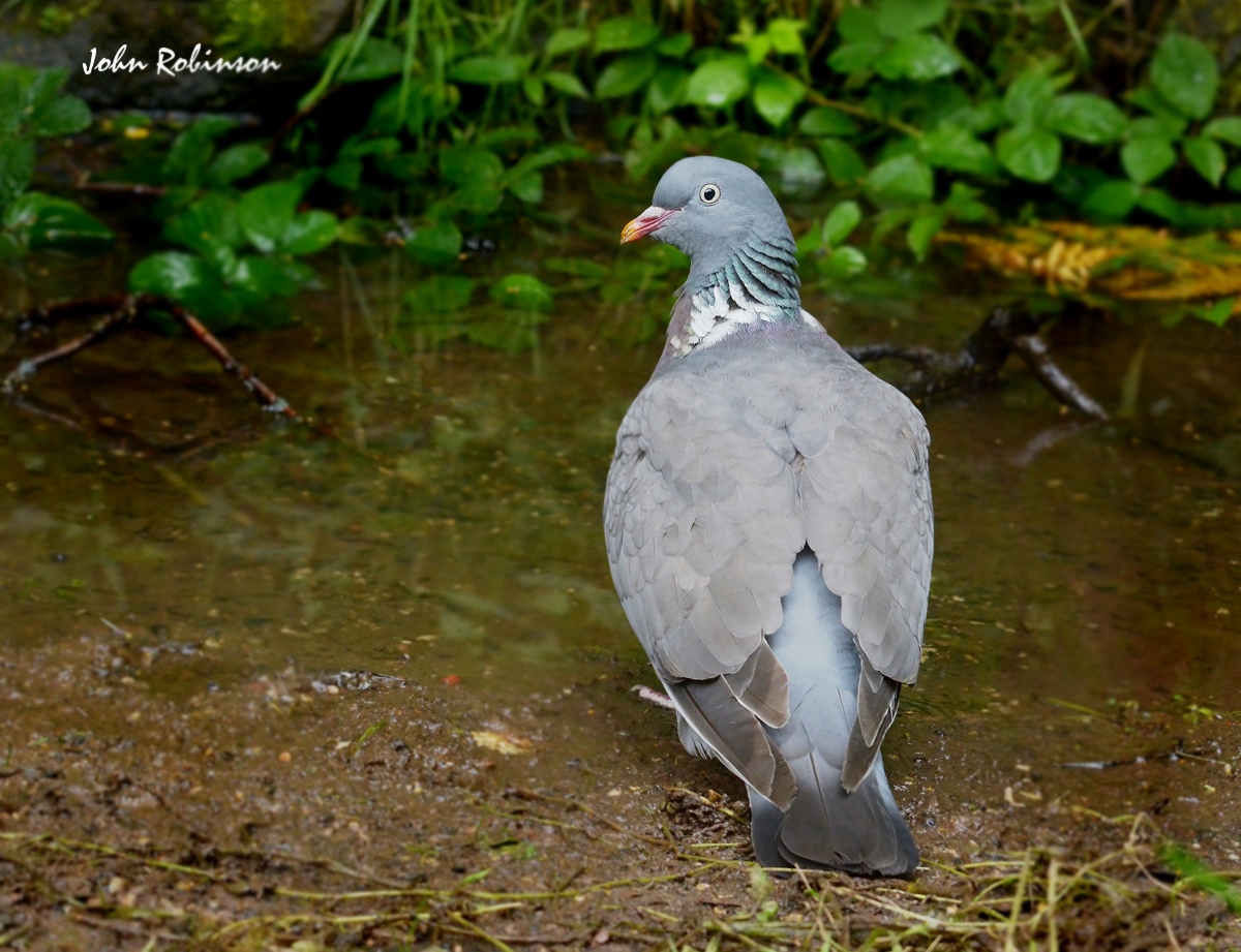 Wood Pigeon