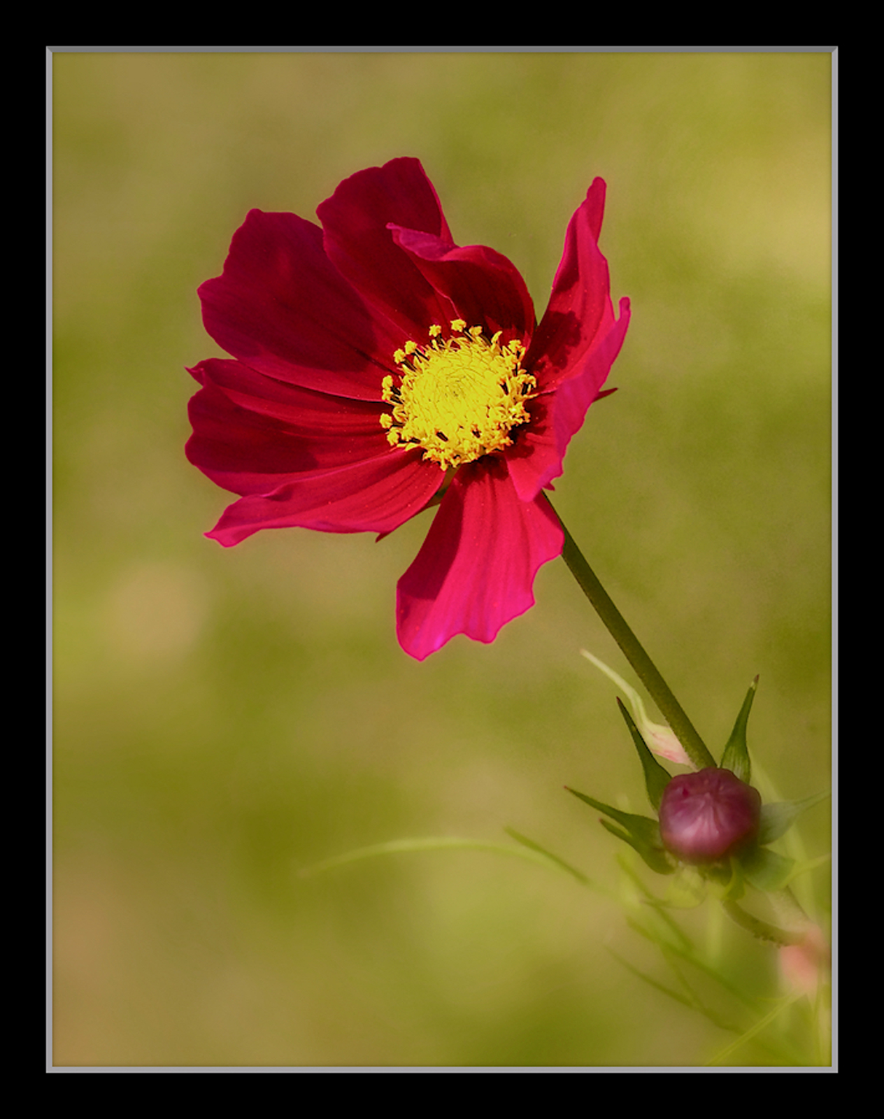 Red Cosmos + rp