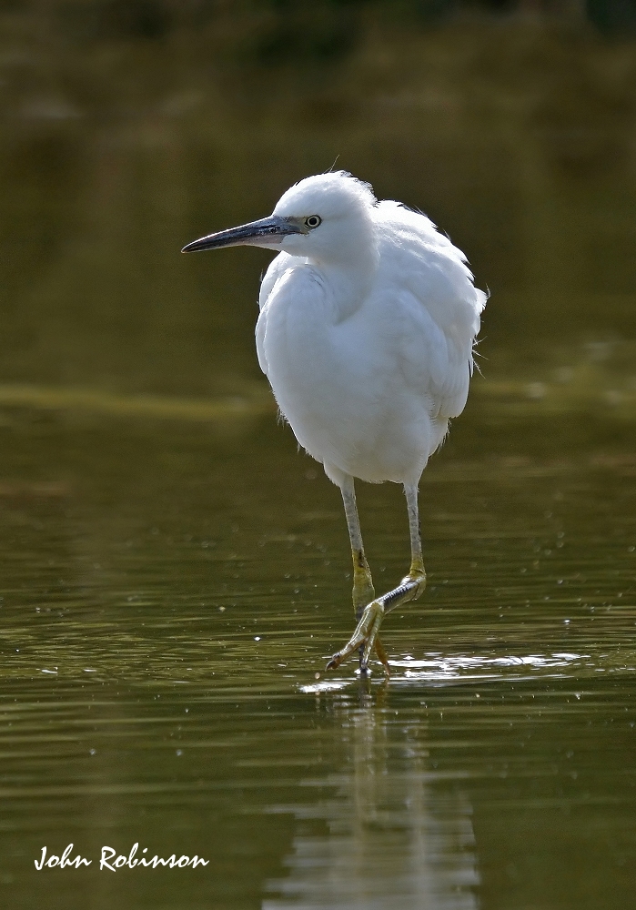 Egret
