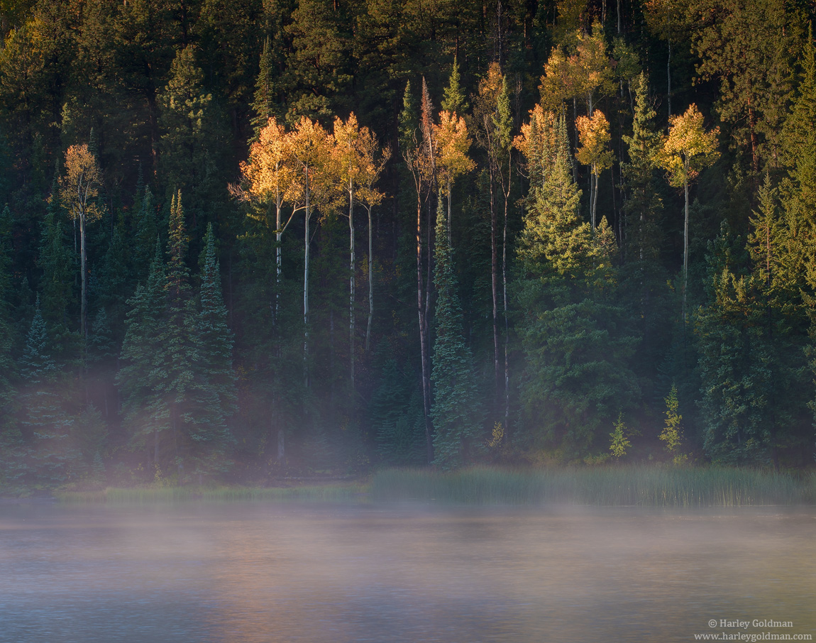 Misty Morning