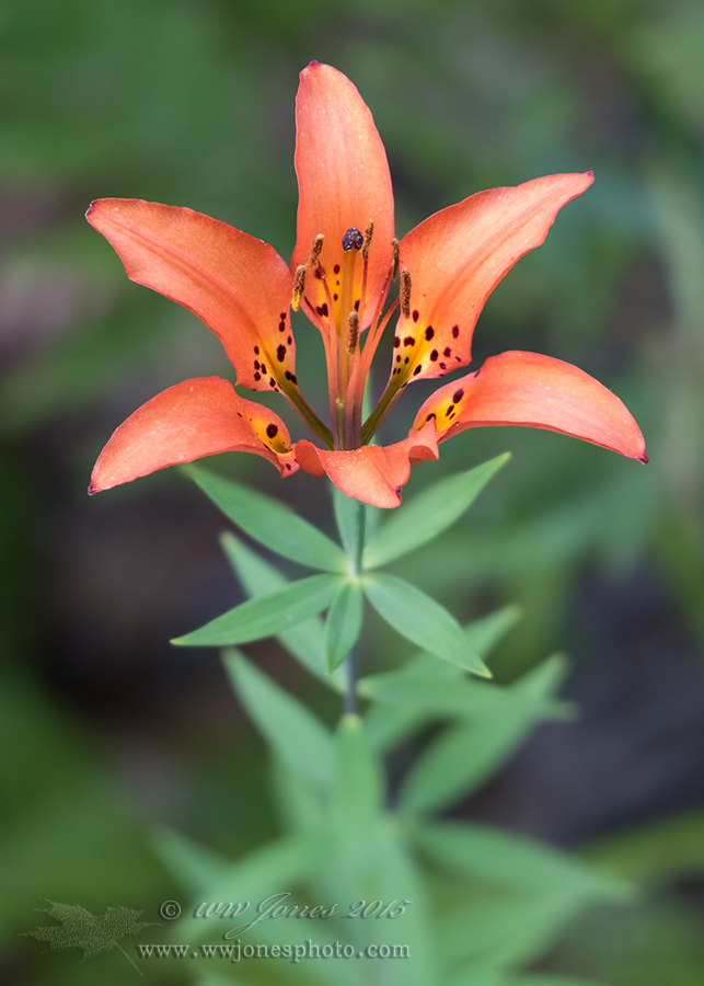 Wood Lily