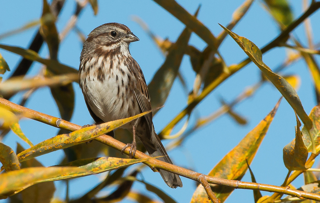 Song Sparrow
