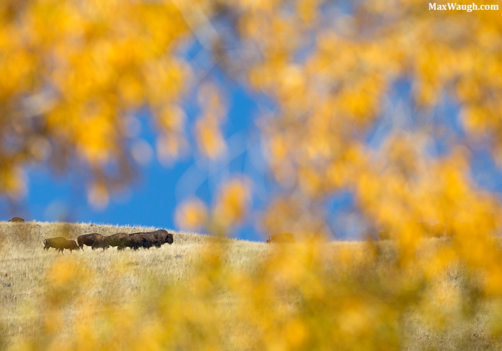 Autumn Bison