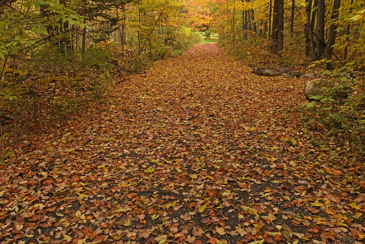 Paved with Maple Leaves
