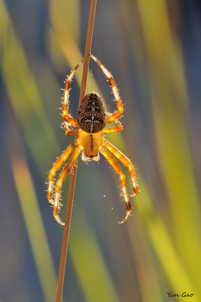 Cross Orbweaver