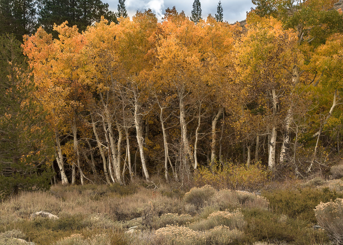 Afternoon Aspens