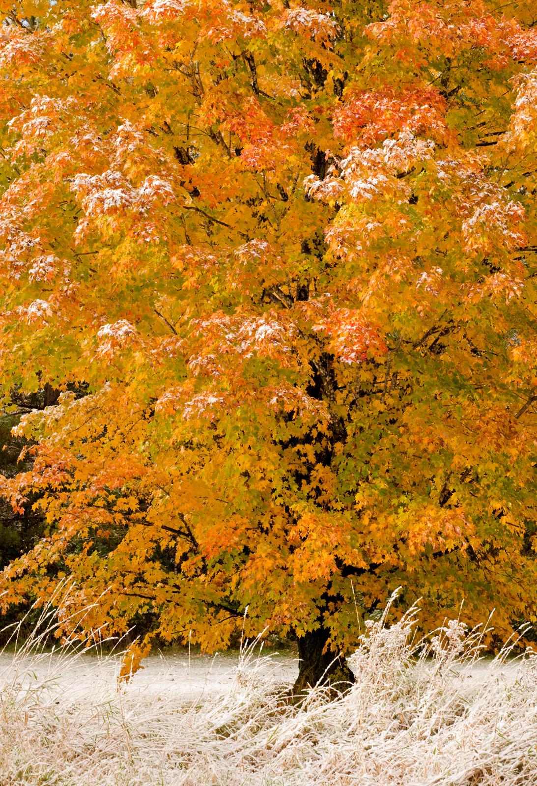 Snow&Autumn color #2