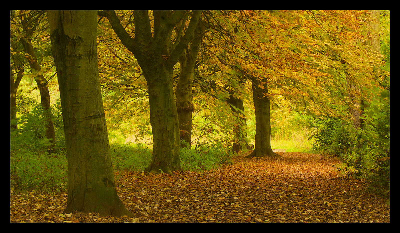 Autumn Morning