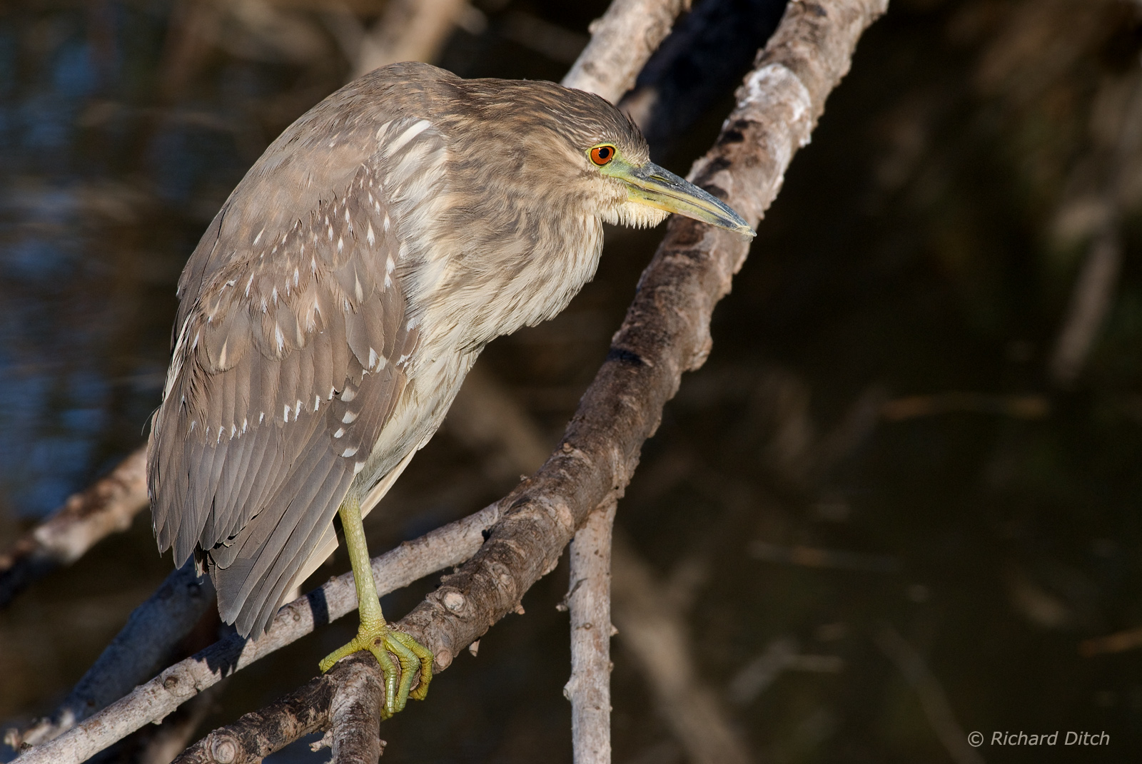 BC Night-Heron