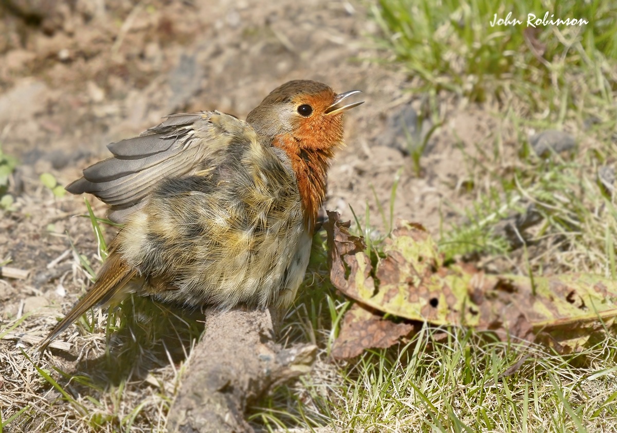 Robin