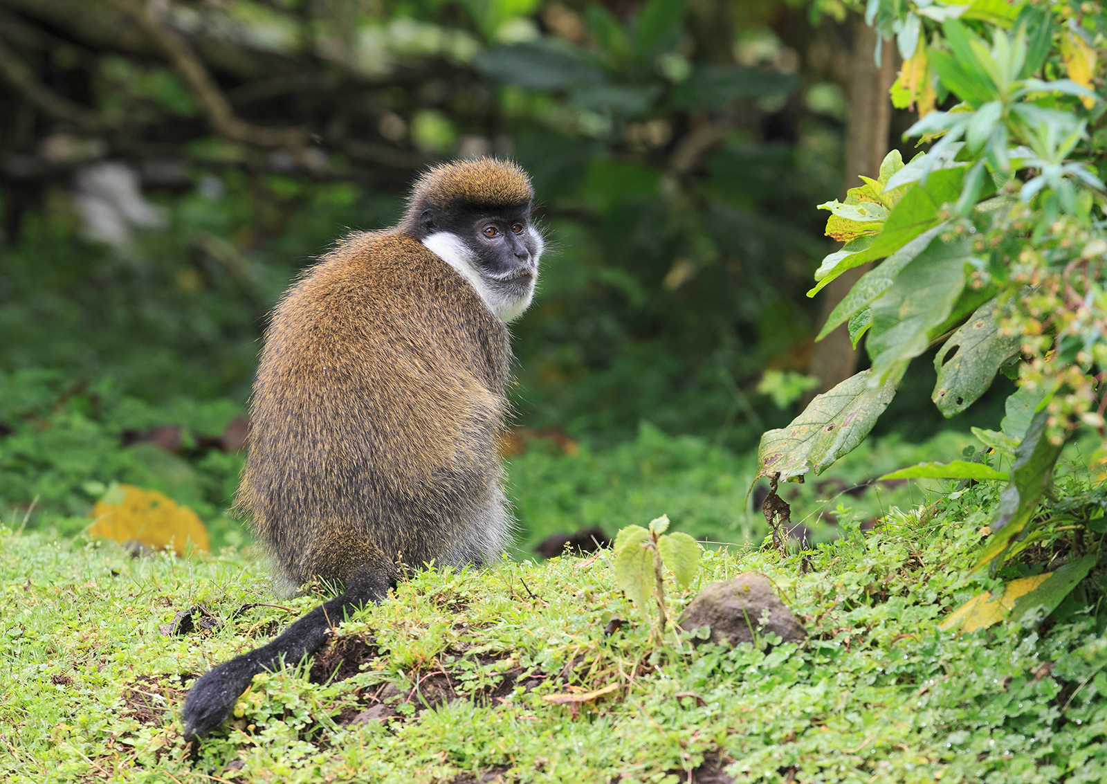 Bale Mountain Monkey