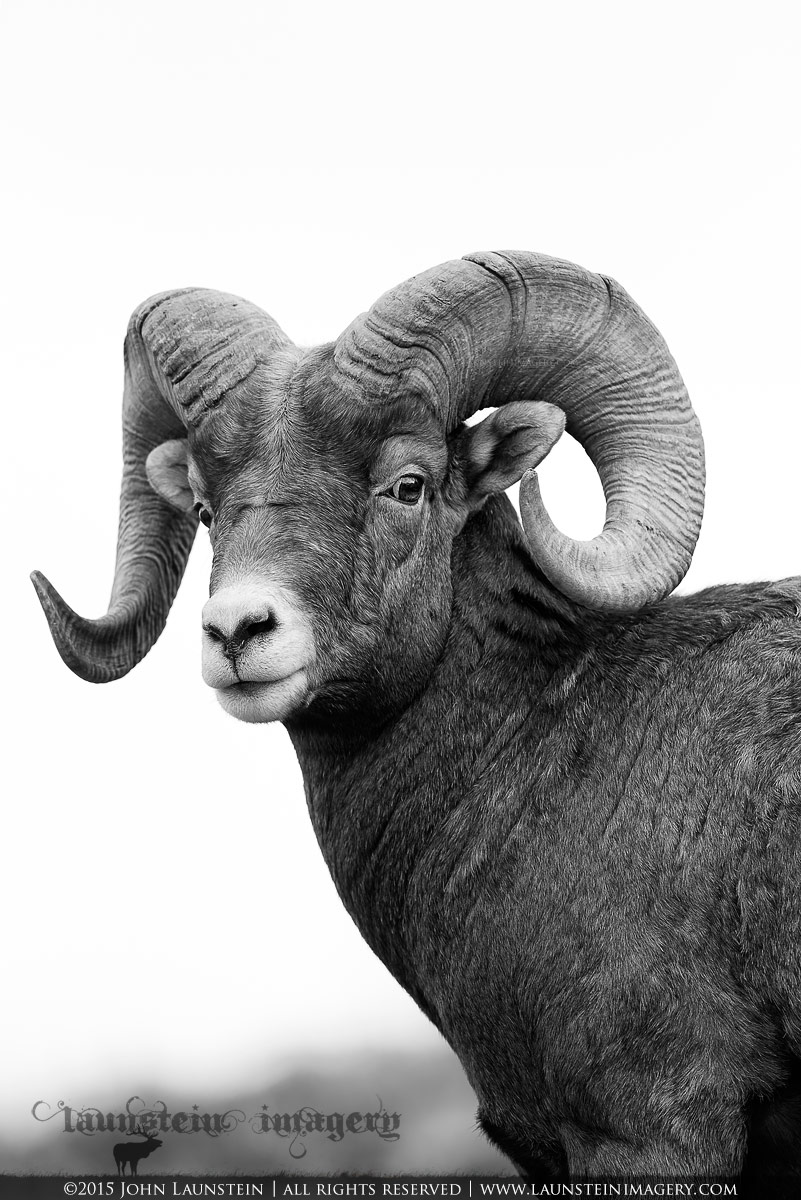 Portrait of a Young Ram