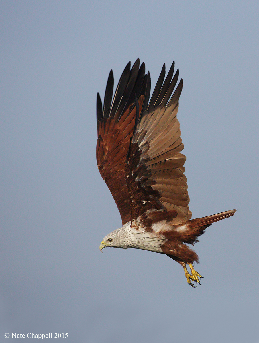 Brahminy Kite