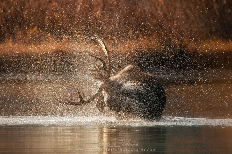 Morning Bath