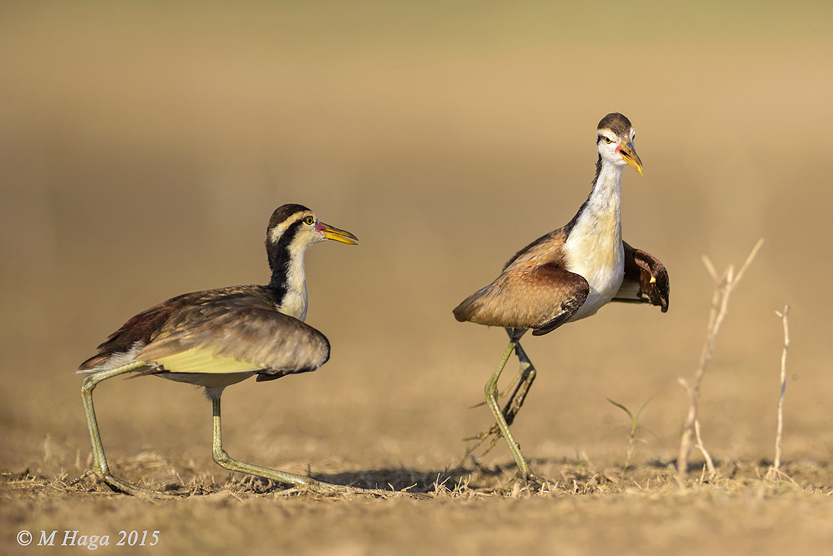 Wattled Jacanas