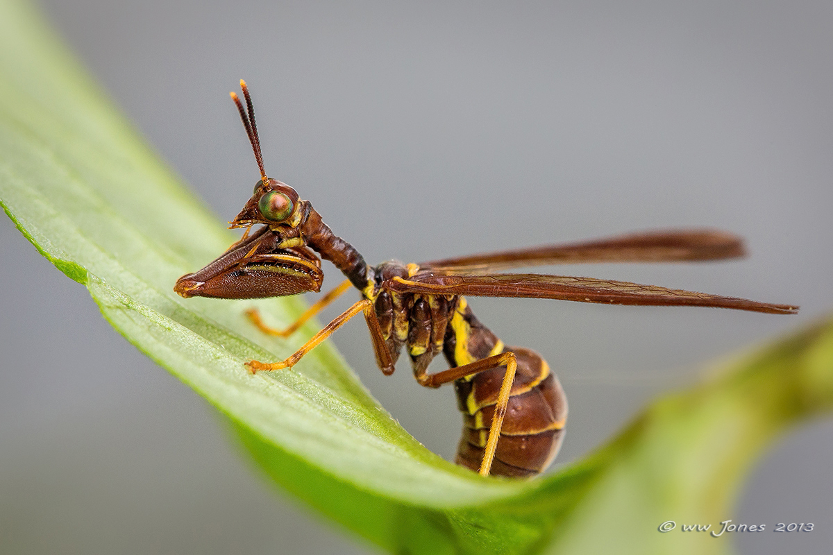 From Planet Mantispidae