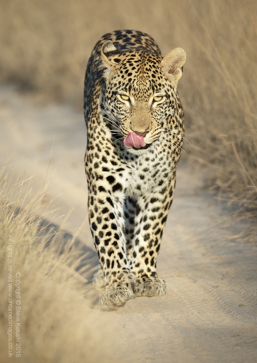 Leopard - on the move