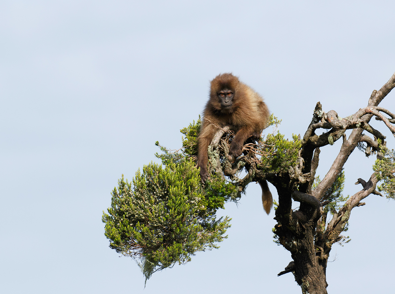Gelada in a Tree