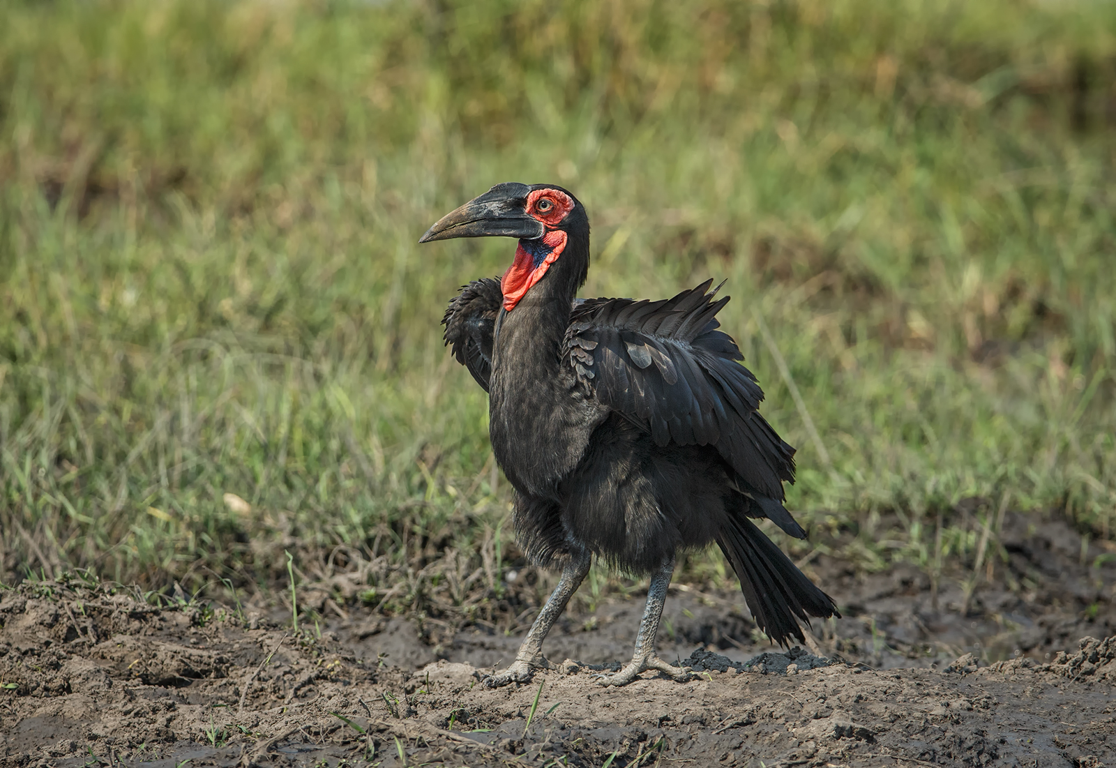 Southern Ground Hornbill