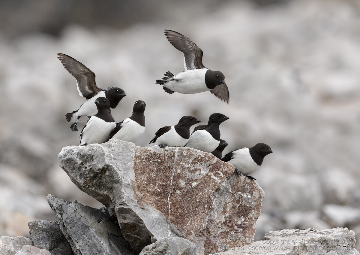 Little Auks