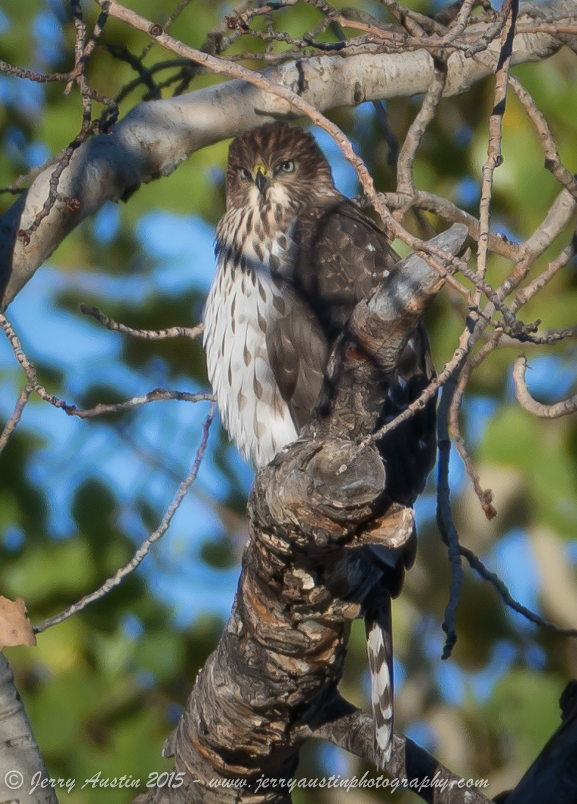 Lamar Valley Raptor