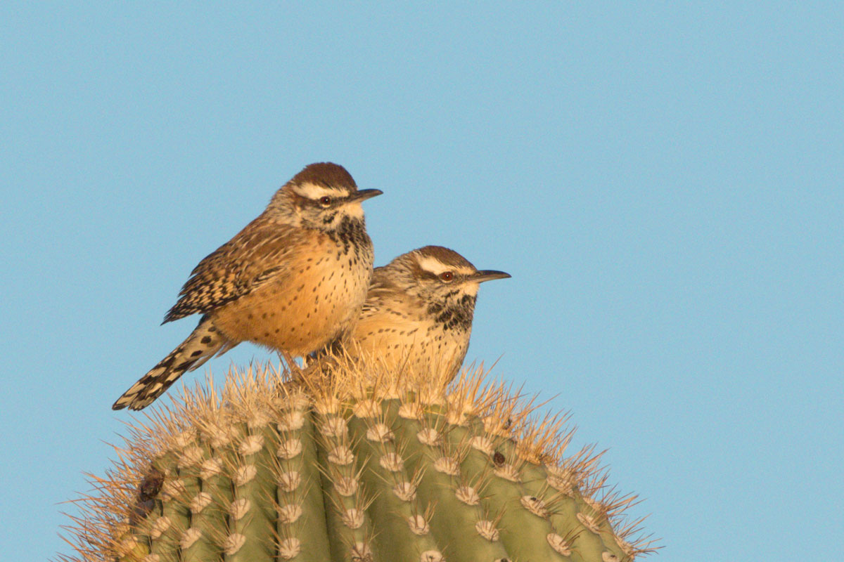 Pair of Wrens