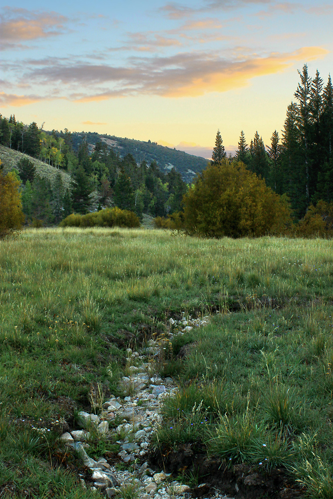 Great Basin Meadow