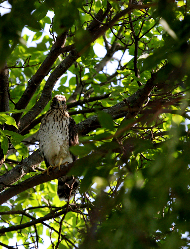 Cooper's Nestling
