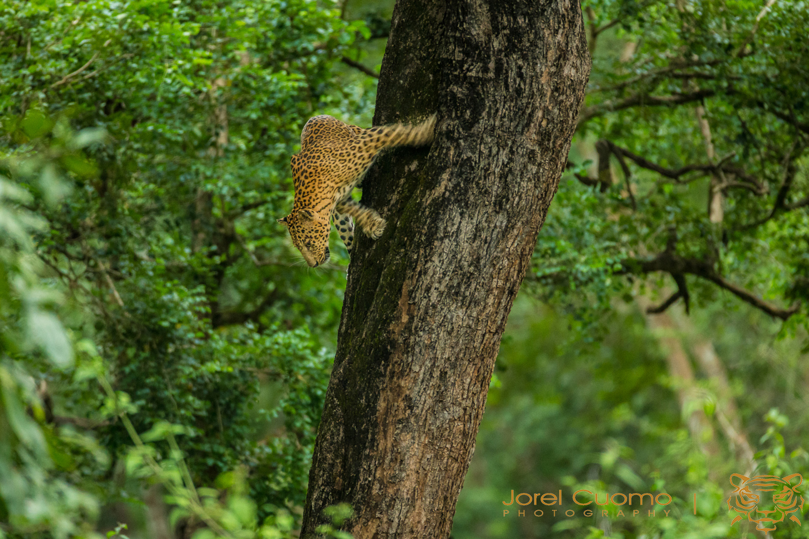 Leopard Coming Down Tree