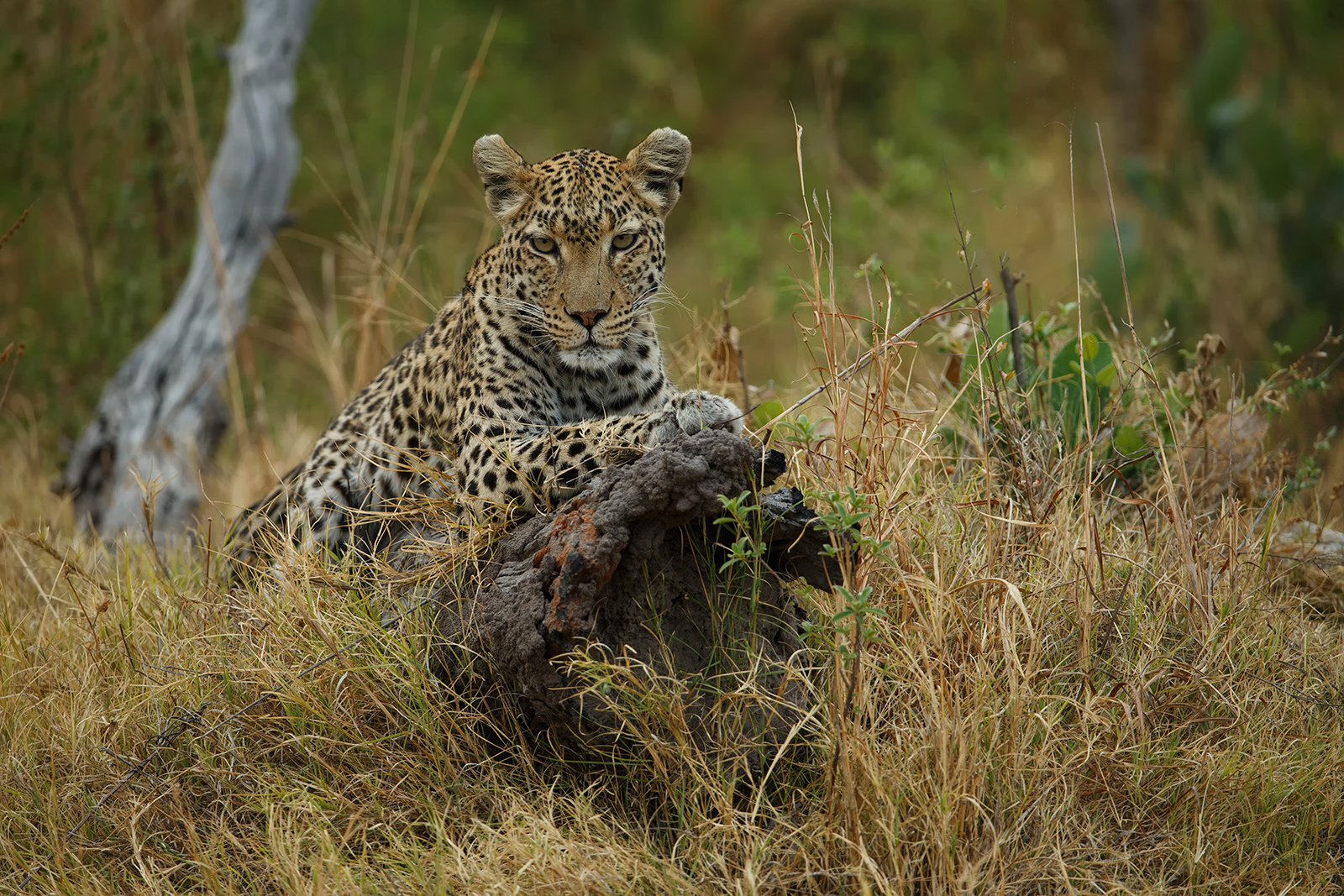 Off Road Leopard
