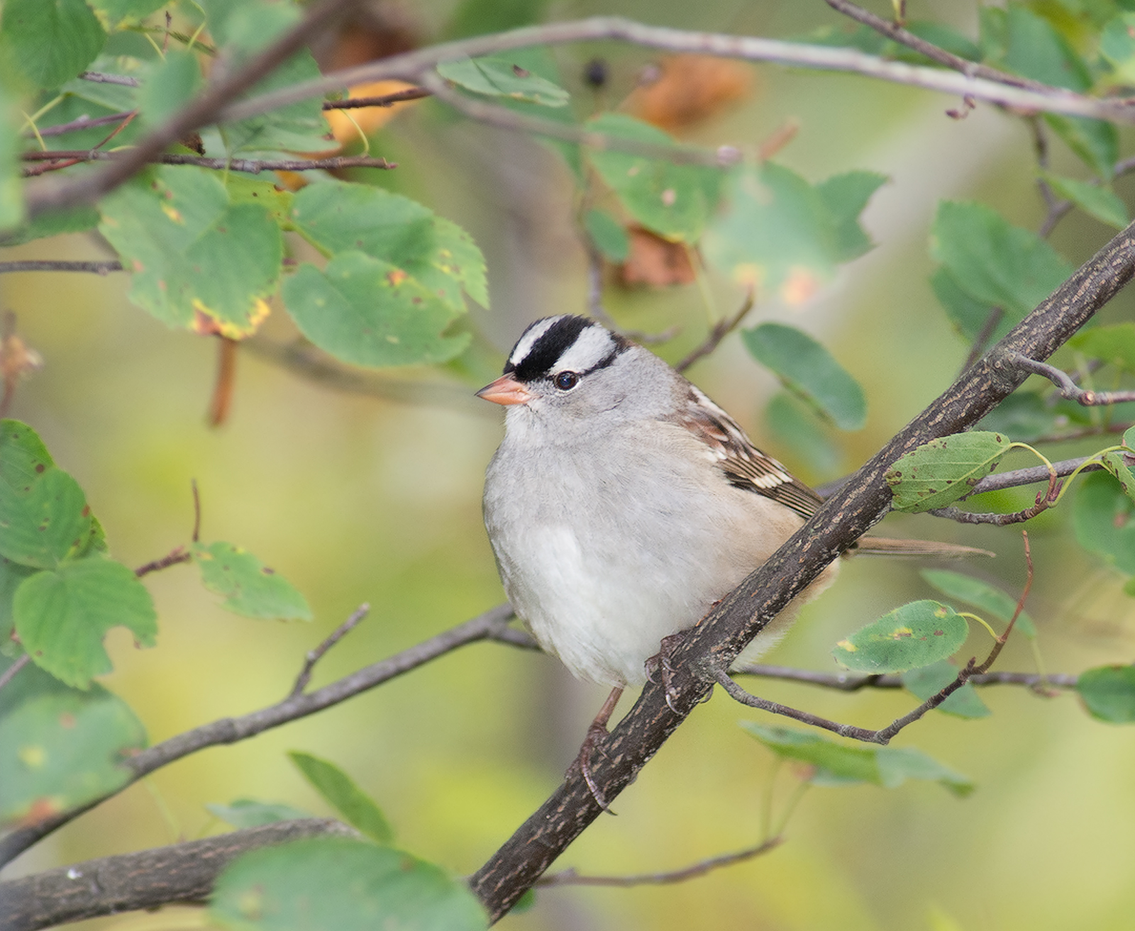 White Crowned Sparrow
