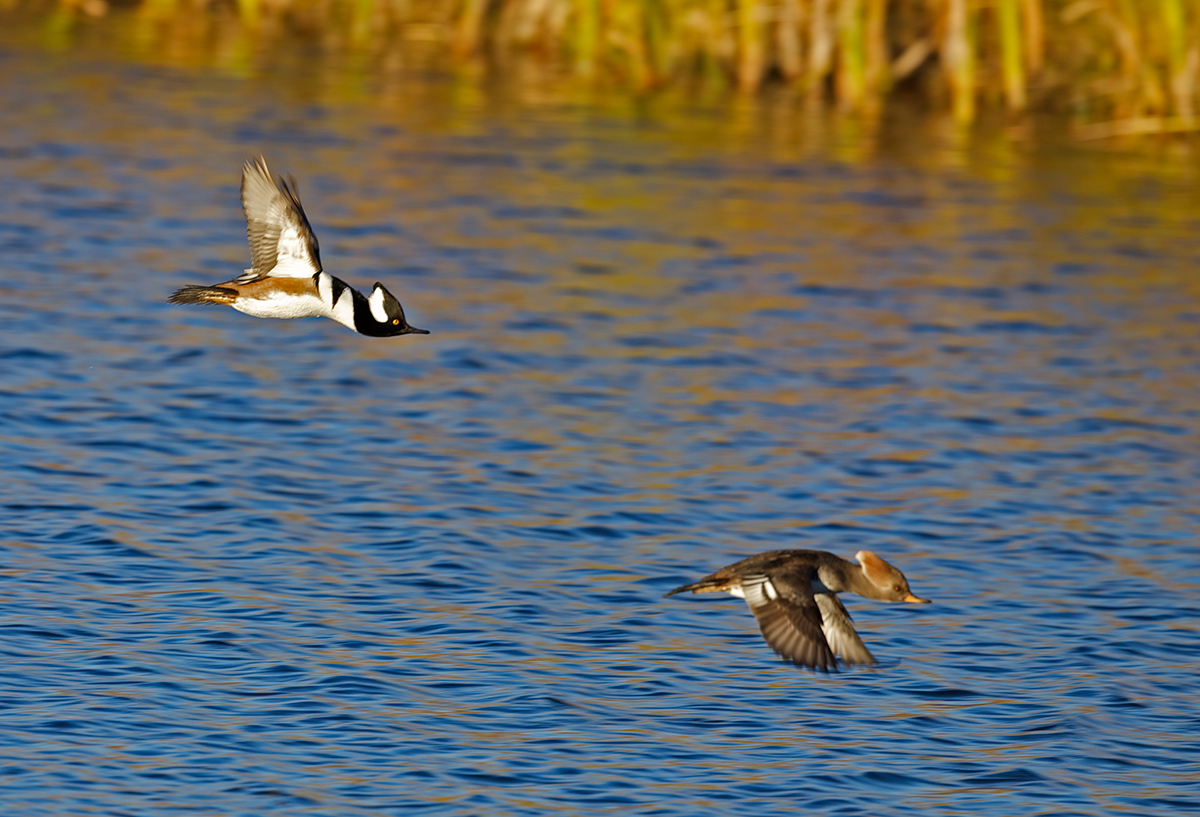 Hoodies in Flight