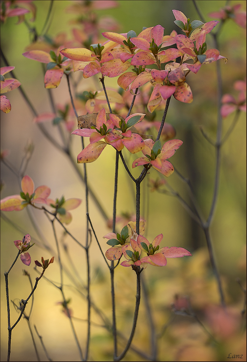 Fall Flora 2