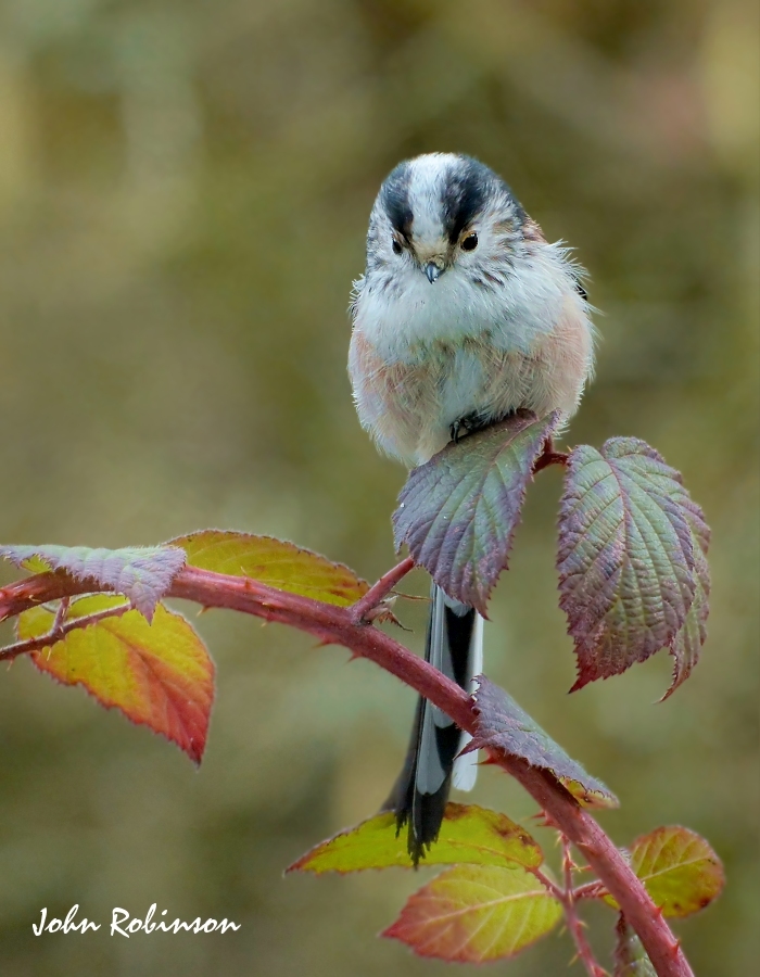 Long Tailed Tit