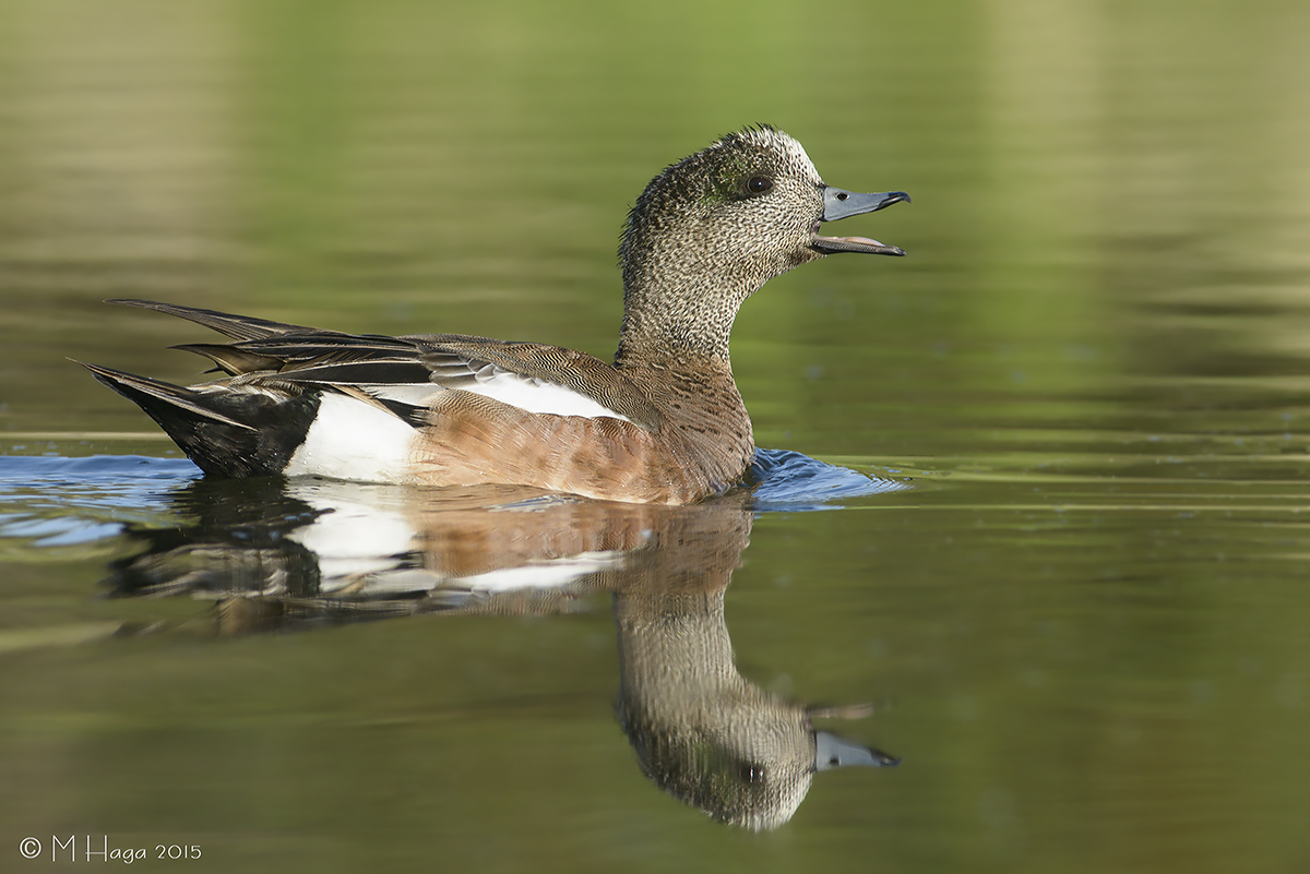 American Wigeon, male