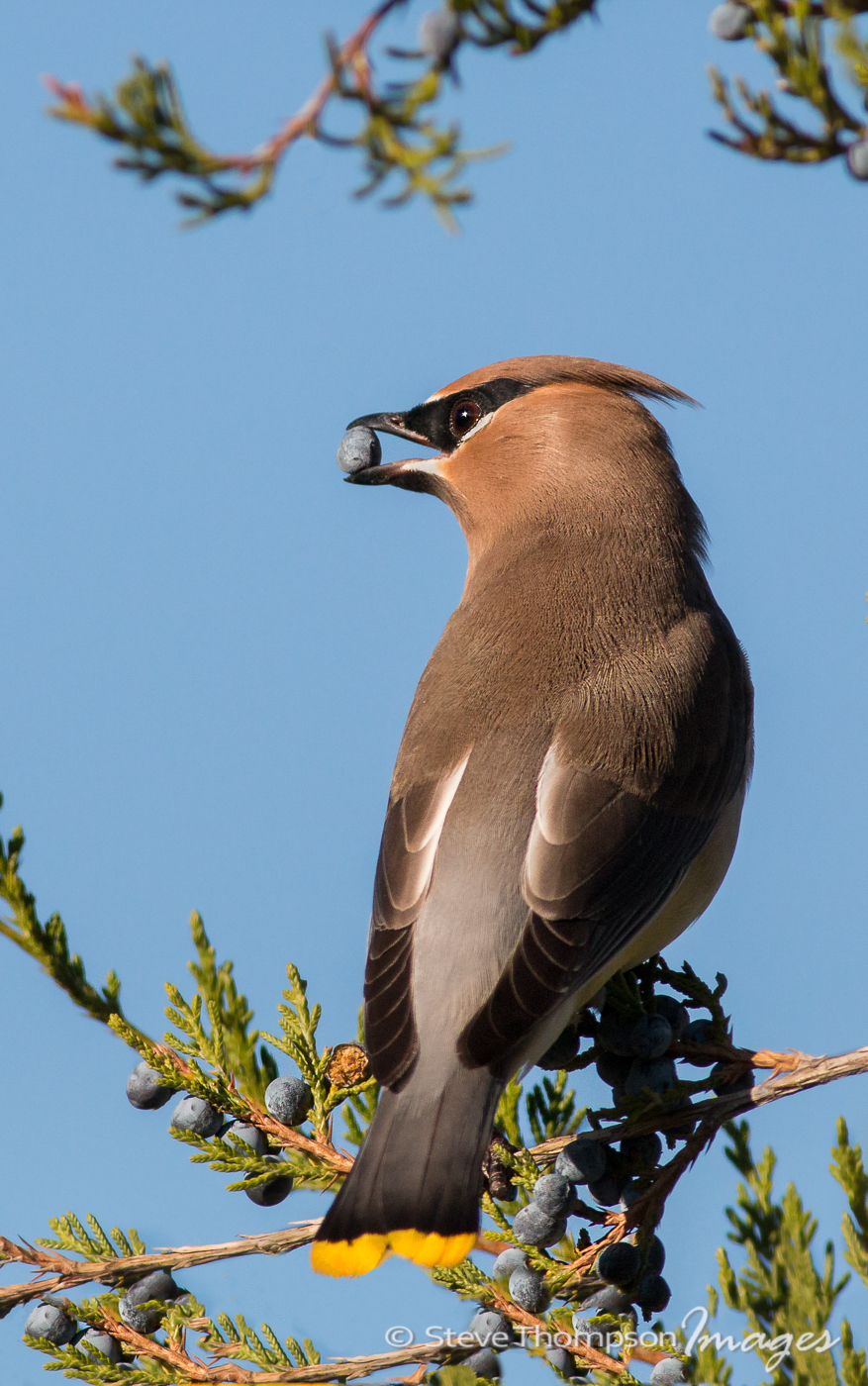 Waxwing With Berry